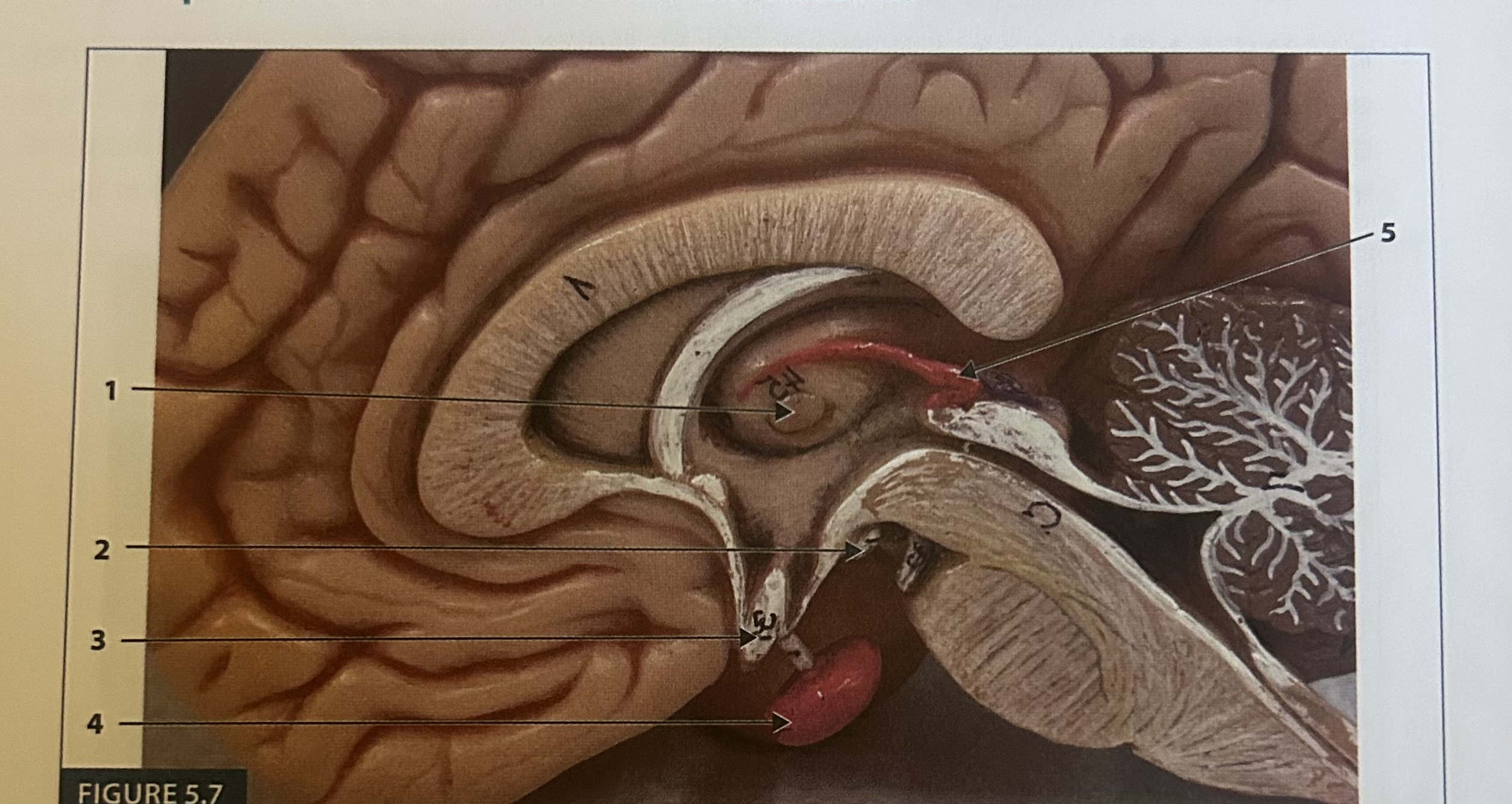 <p>3</p>