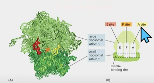 * Made up of different proteins and RNA molecules
* large subunit and small subunit
* 3 important sites, E site P site and A site