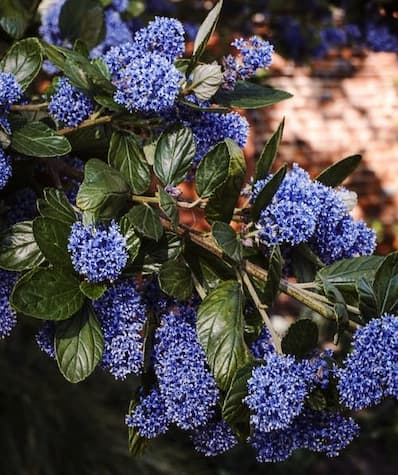 <p><u>Ceanothus spp.</u>, Rhamnaceae</p>