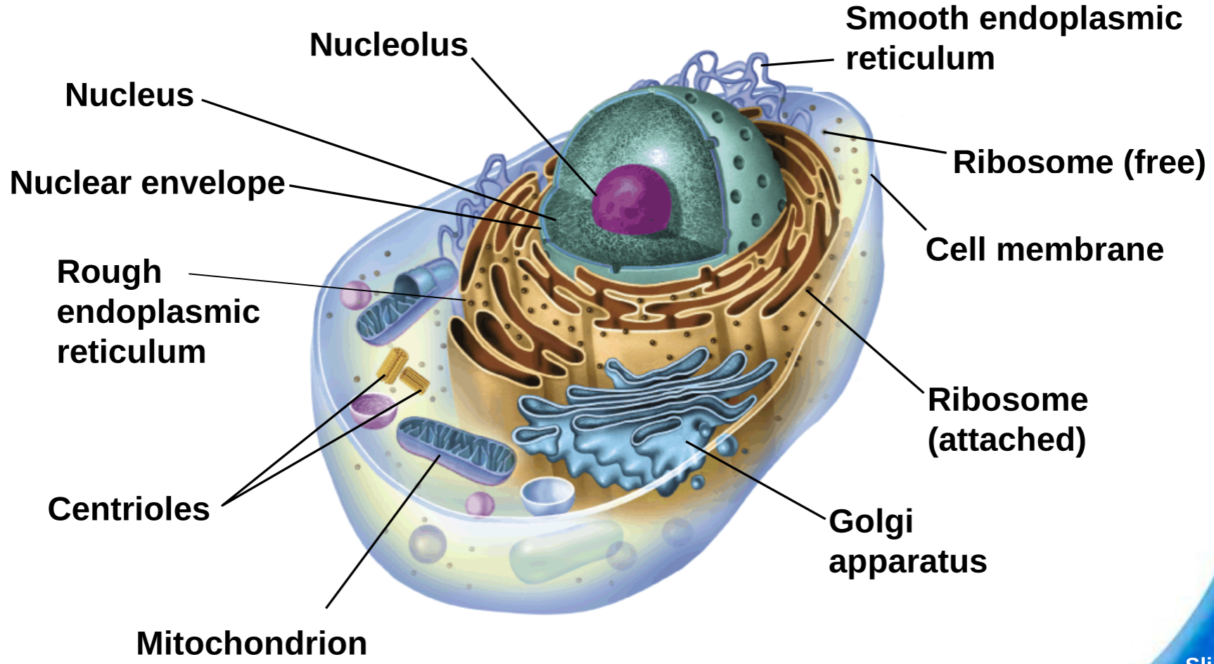 Animal Cell Diagram
