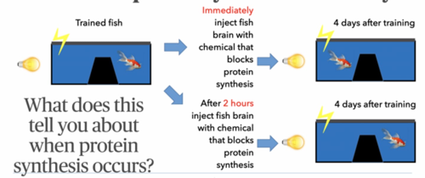 <p>Design a test that would determine if protein synthesis is required for different memory types</p><p>Block protein synthesis</p><p>Test memory later</p><p>Memory works at 1 day → short-term ok</p><p>Memory fails at 4 days → long-term needs proteins</p><p>Classic conditioning:</p><p>Light → shock</p><p>Fish learns: light = danger</p><p>Test memory after time</p><p>If fish moves away when light turns on: → memory exists</p><p>Short-term memory:</p><p>No protein synthesis</p><p>lasts hours-day</p><p>Long-term memory:</p><p>Requires protein synthesis</p><p>requires gene transcription</p><p>lasts days+</p>