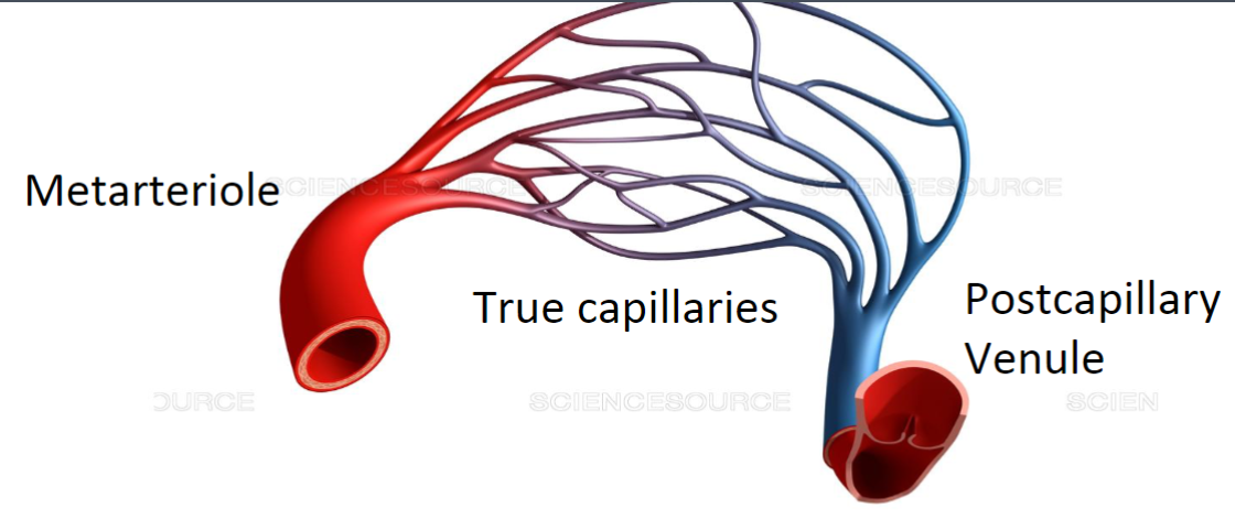 <p>capillary beds = groups of capillaries functioning together</p>