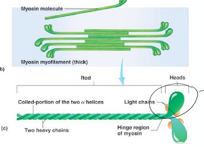 <ul><li><p>Moléculas de miosina: tienen forma de palo de golf</p><ul><li><p>2 moléculas se unen juntas para formar una “varilla” con dos cabezas que se extienden lateralmente</p></li></ul></li><li><p>Filamentos de miosina: formados por moléculas de miosina elongadas (aprox 300)</p></li></ul><p></p>