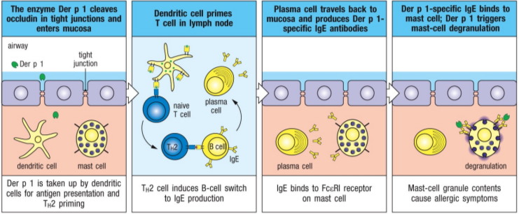 <ul><li><p>dust mite allergen Der p1 (cysteine protease)</p></li><li><p>it cleaves protein (occludin) that helps maintain intracellular tight junctions, damaging barrier function of epithelial cells</p></li><li><p>the allergen and other dust mite antigens penetrate epithelial barrier and are taken up by DCs</p></li><li><p>induces specific Th2 cells and IgEs</p></li></ul><p></p>
