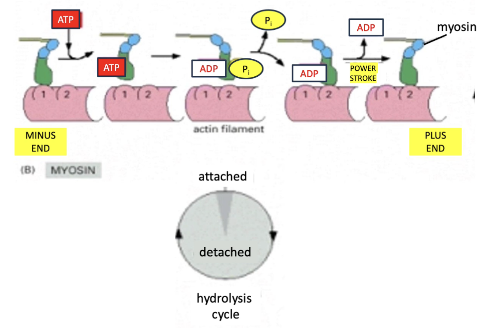 <ul><li><p>Myosin speed = <strong>0.2 to 60 µm/sec</strong>, varies by type</p></li><li><p>Influenced by:</p><ol><li><p><strong>ATPase rate</strong> (how fast ATP is hydrolyzed in myosin head)</p></li><li><p><strong>Actin binding time</strong> (how long myosin stays bound due to affinity)</p></li></ol></li><li><p>Myosin II:</p><ul><li><p>Binds actin only <strong>~5% of the cycle</strong> → <strong>faster movement</strong></p></li></ul></li><li><p>Myosin V:</p><ul><li><p>Binds actin <strong>~90% of the cycle</strong> → <strong>slower but stable movement</strong></p></li></ul></li></ul><p></p>