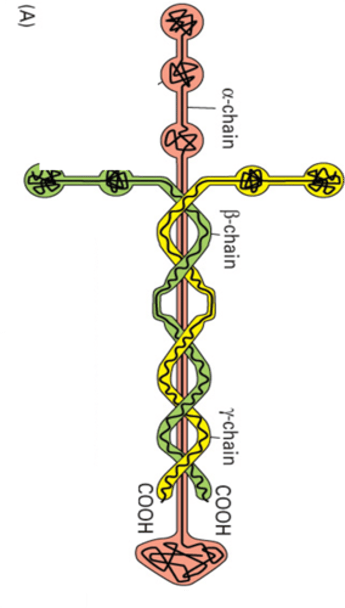 <p>Made of three protein chains from three separate genes. They assemble into the cruciform structure. The α chain is the longest, and then there are β and γ chains. The β and γ wrap around the α chain, with their N terminus forming the short arms. The globular part is the C terminus of the α chain</p>