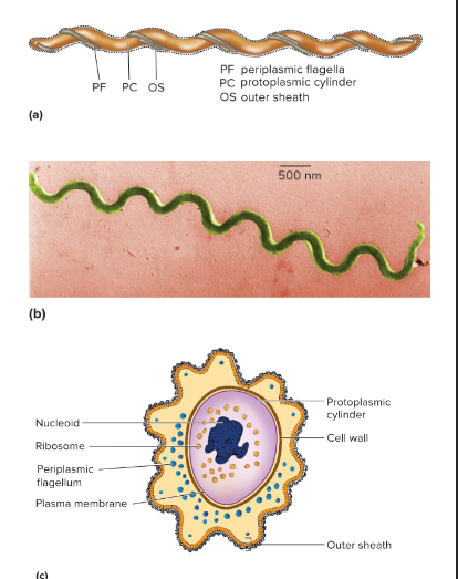 <p>Spirochetes</p>