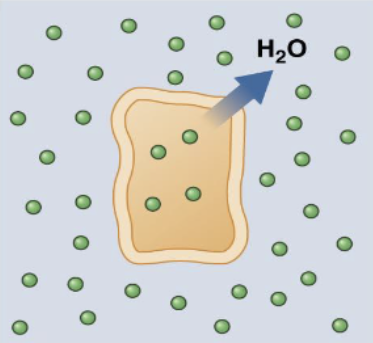 <p>serum osmo > 320 → brain cells shrinkage. caused by dehydration (common), DI (low ADH), DM</p>