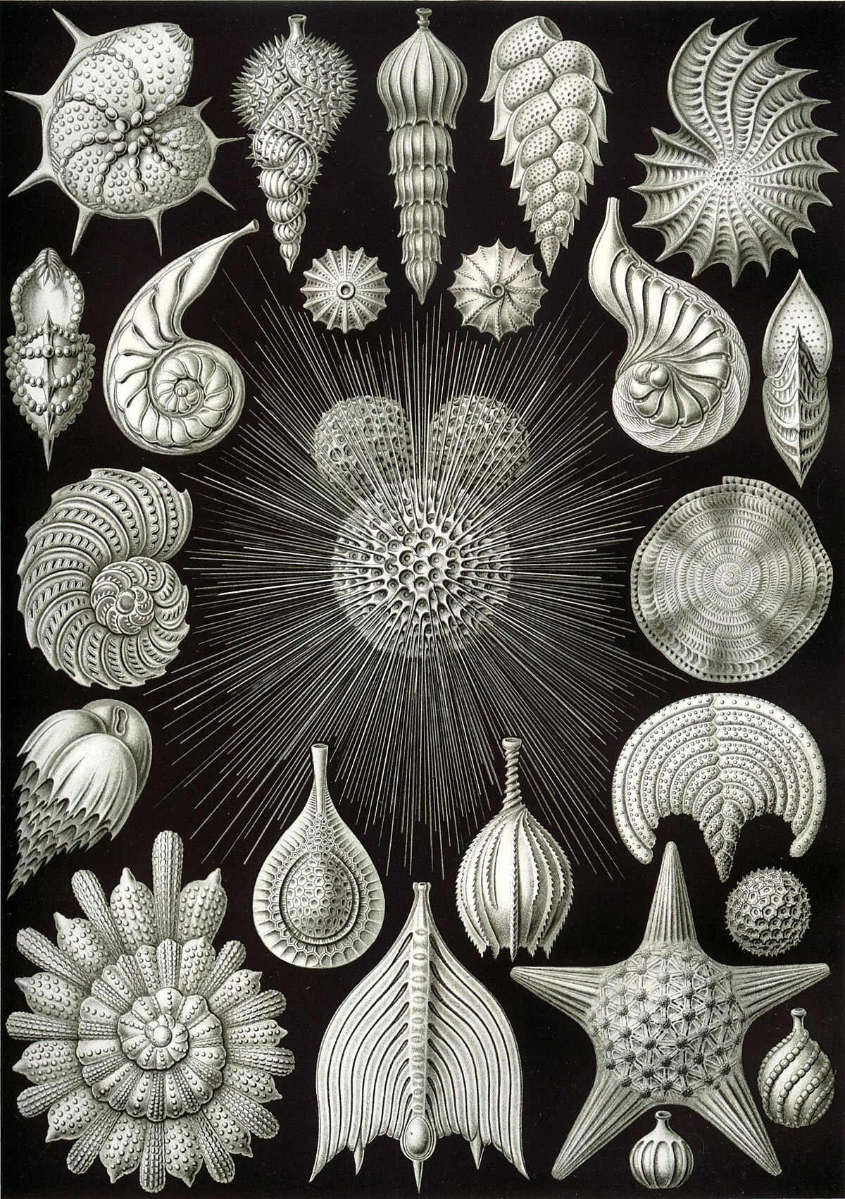 <p>Phylum+Class?</p>