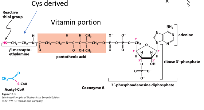 <p>Abbrev: CoA</p><p class="has-focus">Group Transfer: Acyl groups</p><p class="has-focus">Vitamin: B5 (Pantothenate)</p>