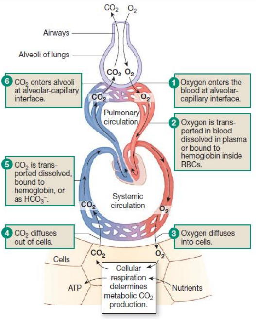 <ol><li><p>O<sub>2</sub> enters the blood at alveolar capillary interface</p></li><li><p>O<sub>2</sub> transported in blood is dissolved in plasma or bound to haemoglobin inside RBCs</p></li><li><p>O<sub>2</sub> diffuses into cells</p></li><li><p>CO<sub>2</sub> diffuses out of cells</p></li><li><p>CO<sub>2 </sub>transported is dissolved / bound to hemoglobin / as HCO<sub>3</sub><sup>-</sup></p></li></ol><p>CO<sub>2</sub>&nbsp;enters alveoli at alveolar-capillary interface</p>