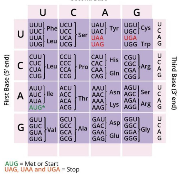 <p>What is the sequence of the polypeptide encoded by this DNA template strand?</p><p>3’ TACCGTTAGCGGAAGAAA 5’</p>