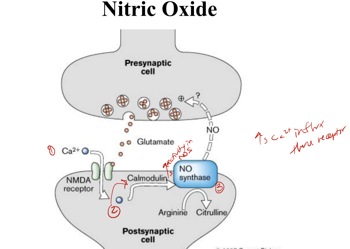 from arginine