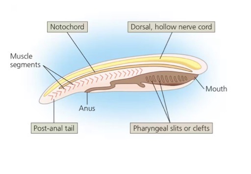 <ol><li><p>Notochord</p></li><li><p>Dorsal, hollow nerve cord</p></li><li><p>Pharyngeal slits or clefts</p></li><li><p>Muscular post anal tail</p></li></ol><p></p>