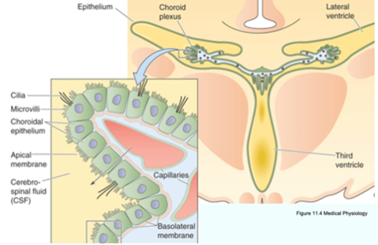 <p>Secretion of CSF</p>