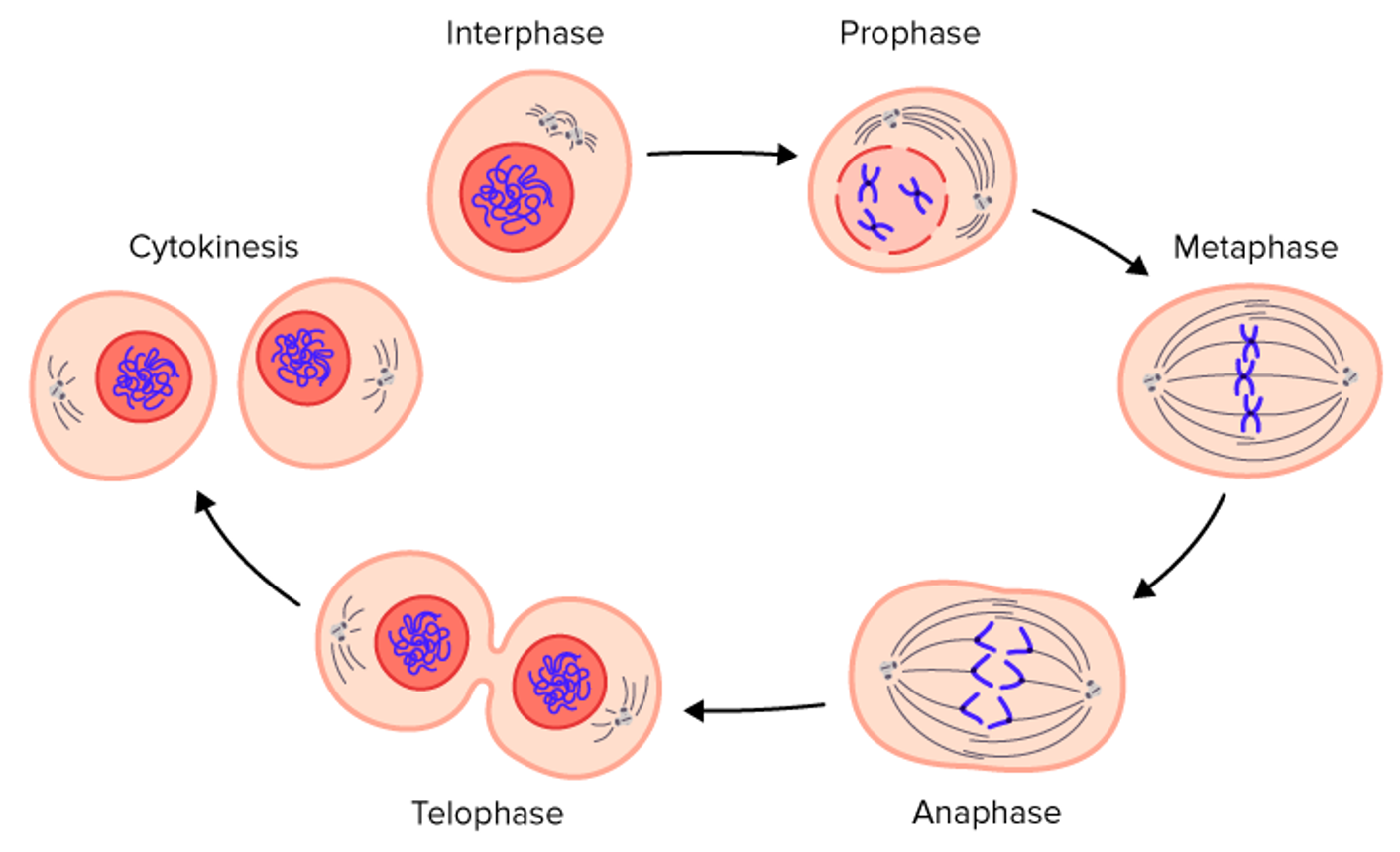 <p>The process of a cell growing, dividing and dying, The organised division of the nucleus</p>