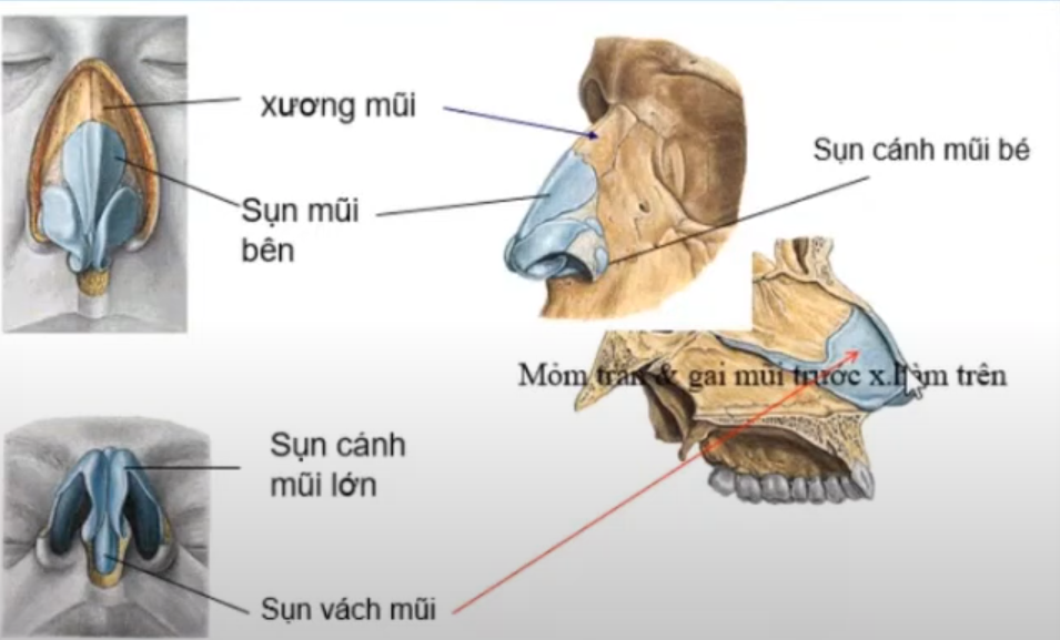 <p><strong>Các thành phần sau tham gia cấu tạo vách ngăn mũi, NGOẠI TRỪ:</strong></p><p class="p1">B. Xương khẩu cái</p><p class="p1">A. Xương sàng</p><p class="p1">D. Sụn cánh mũi lớn</p><p class="p1">C. Xương lá mía</p>