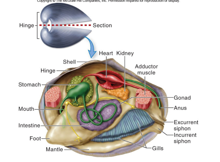 which mollusk class is 

  

* Includes clams, scallops, mussels, oysters and others 
* Have two lateral (right and left) shells (valves) hinged together dorsally 
* Most are sessile filter-feeders 
* Water circulation is mediated by siphons and rhythmic beating of cilia on gills 

  