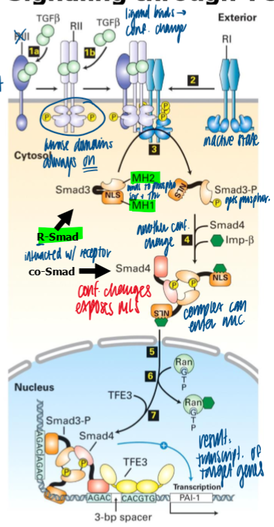 <ol><li><p>ligand binds to type II receptor (RII) </p></li><li><p>RII’s kinase activity is always on </p></li><li><p>Ligand binding to RII stimulates RII to interact with and change the conf of RI → Phosphorylated RI has increased affinity for R-Smad, which it subsequently phosphorylates </p></li><li><p>phosphoryation of the R-Smad on S at the C term changes its conf, which exposes a NLS </p></li><li><p>phosphorylated Smad3’s can associate via interaction on their MH2 domains and the phosphorylated S </p></li><li><p>importin B forms a complex with one or 2 molecules of phosphorylated R-smads, plus 1 molecule of non-phosphorylated co-mediator Smad  </p></li><li><p>after nuc import, importin B undocks and the Smad trimer associates with different proteins (ex - transcription factor to form a transcriptional activation complex at target sites in the genome </p></li><li><p>r smads are continuously dephos and exported from the nuc, thus the conc of smads in the nuc is directly proportional to amount of TGFB receptor signaling occuring at the cell surface  </p></li></ol><p></p>