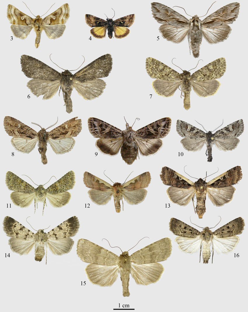 <p>Owlet moths, cutworms, and armyworms</p><p>Order Lepidoptera</p>