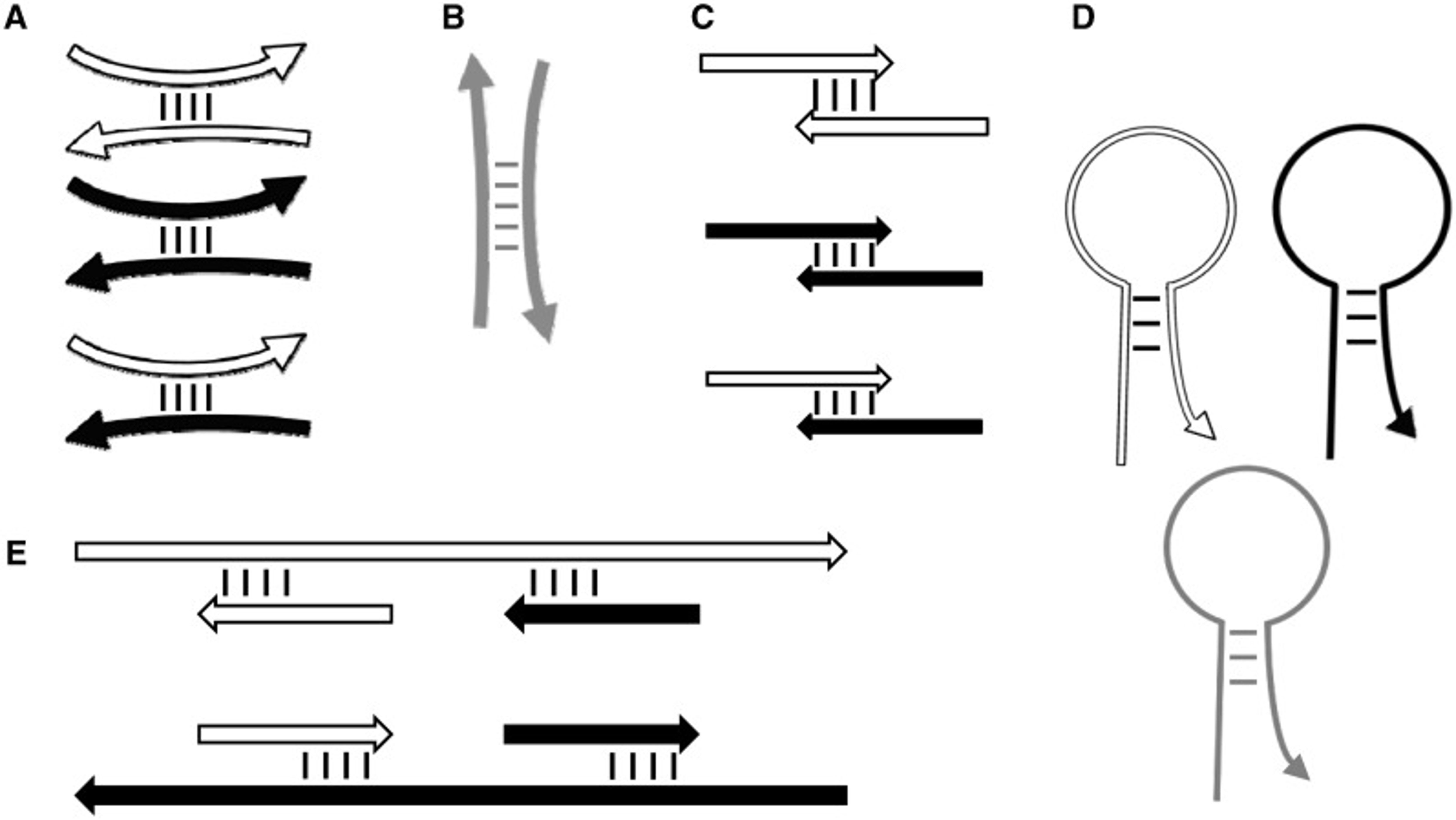 Primer3’s thermodynamic models for predicting the stability of secondary structures. (A–C) Interactions between primers. (D) Hairpin structures. (E) Undesirable binding of primers to template sequence. Short white and black arrows represent forward and reverse primers, respectively. Gray arrows represent hybridization oligos. Long white and black arrows represent forward and reverse template. Curved oligos (including primers) indicate ANY interactions (A, B and D), and straight oligos indicate END (i.e. 3′-anchored) interactions (C and E).
