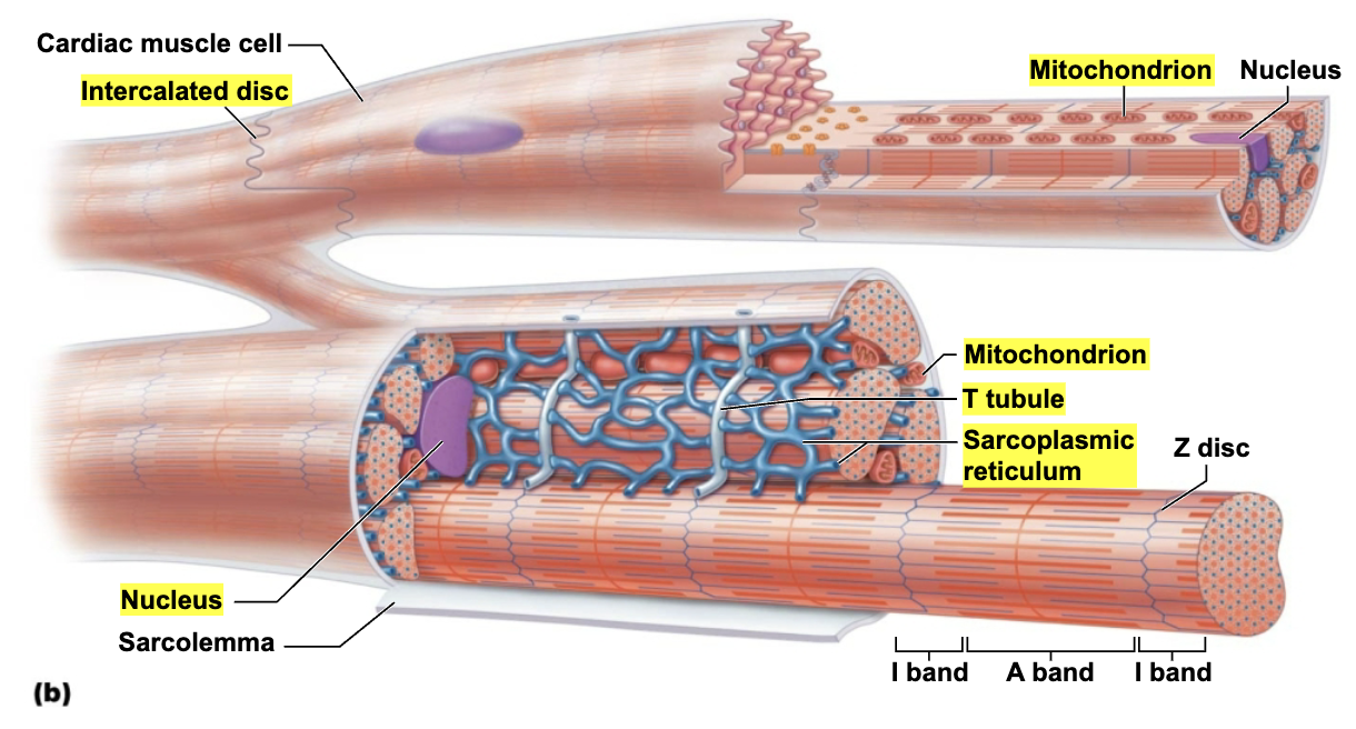 <p>Cardiac muscle cells&nbsp;</p><p></p>