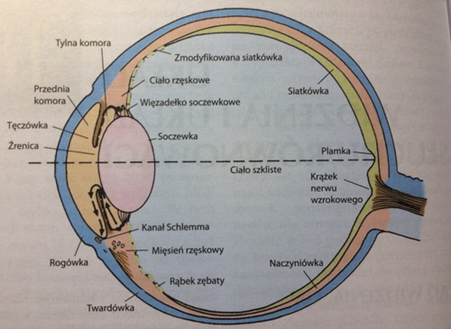 <p>- twardówka - przechodzi ku przodowi w rogówkę</p><p>- błona naczyniowa - przechodzi ku przodowi w tęczówkę i ciałko rzęskowe</p><p>- siatkówka receptorowa - przechodzi ku przodowi w siatkówkę niereceptorową</p>