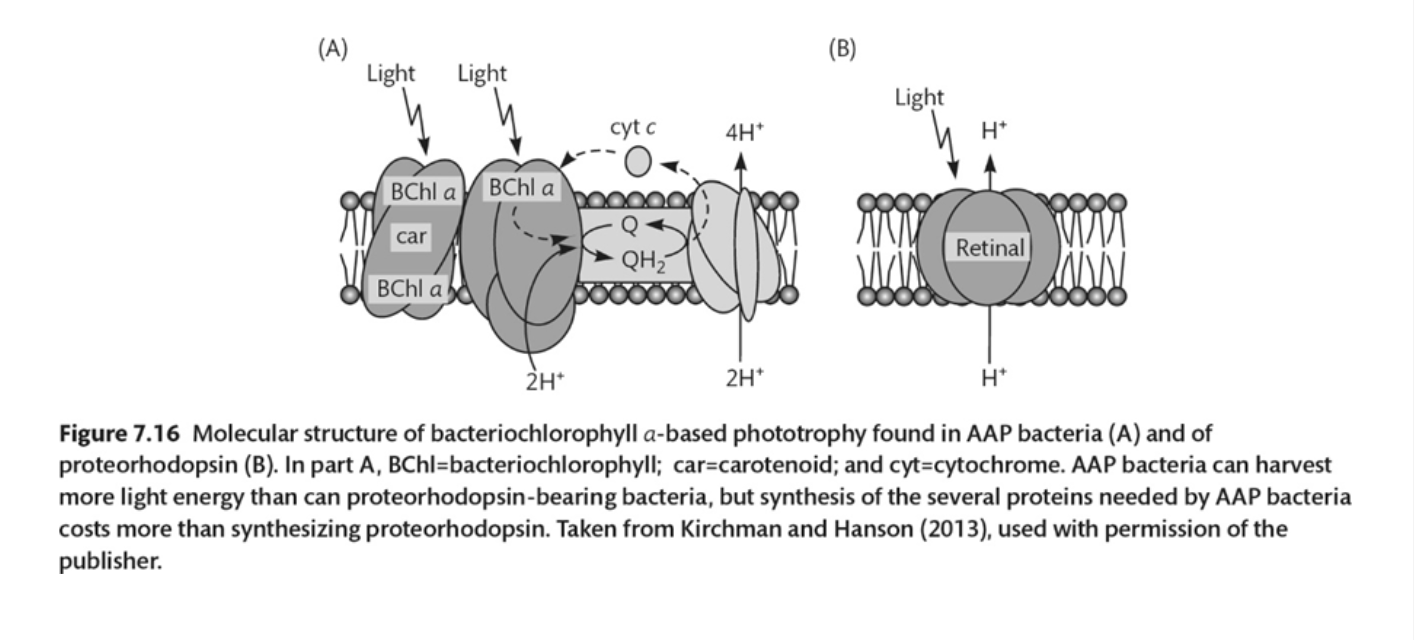 <p><span>See figure below from the book. AAPB (AAP bacteria) are found in a wide range of aquatic habitats, but not in high abundances, except in estuaries. On the other hand, proteorhodopsin bacteria, such as many in the SAR11 clade, are also ubiquitous and abundant in most waters, including in the oligotrophic oceans. Why the difference, since both types use light for extra energy to support a heterotrophic lifestyle?</span></p>