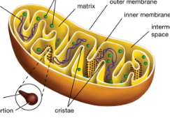 <p>With a double membrane, this organelle performs cellular respiration, synthesizes ATP for energy in the cell.</p>