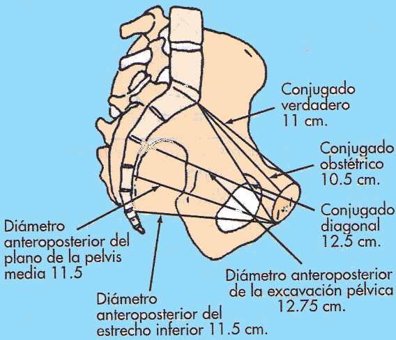 <p>El CONJUGADO OBSTÉTRICO </p>