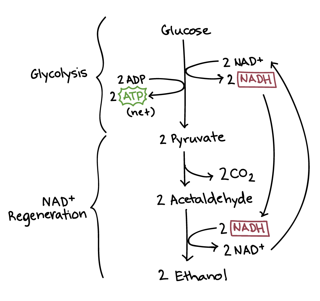 <p>Anaerobic respiration in yeast begins with glycolysis, which yields 2 ATP, 2 pyruvate, and 2 NADH molecules. </p><p>Pyruvate is converted to ethanol and carbon dioxide. To do this, NADH has to donate its electrons to convert pyruvate to ethanol, so NADH is oxidized into NAD while producing ethanol.   </p>