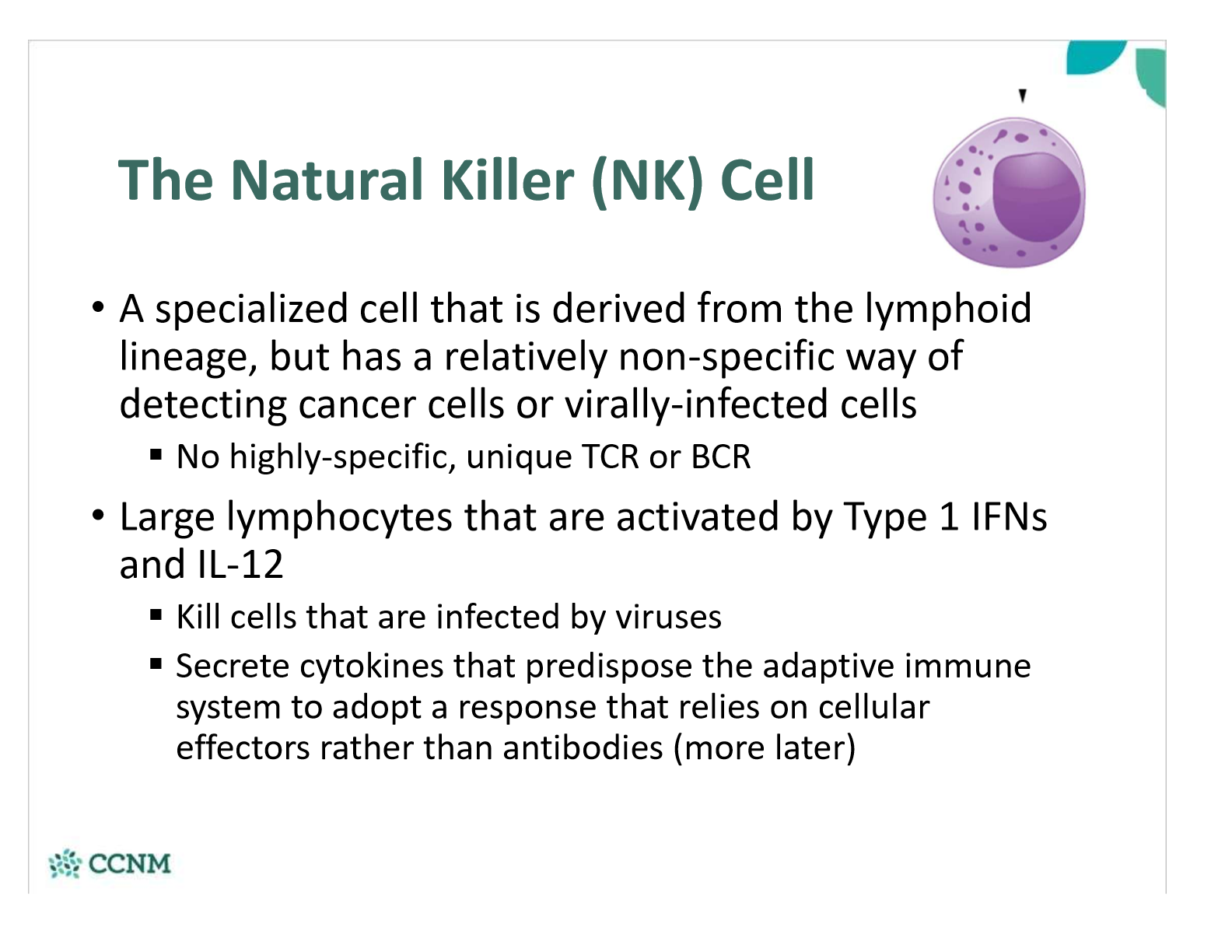 <ul><li><p>survey the body for infected or stressed abnormal cells (which greatly increases the presense of type 1 IFNs)</p></li></ul><p></p>