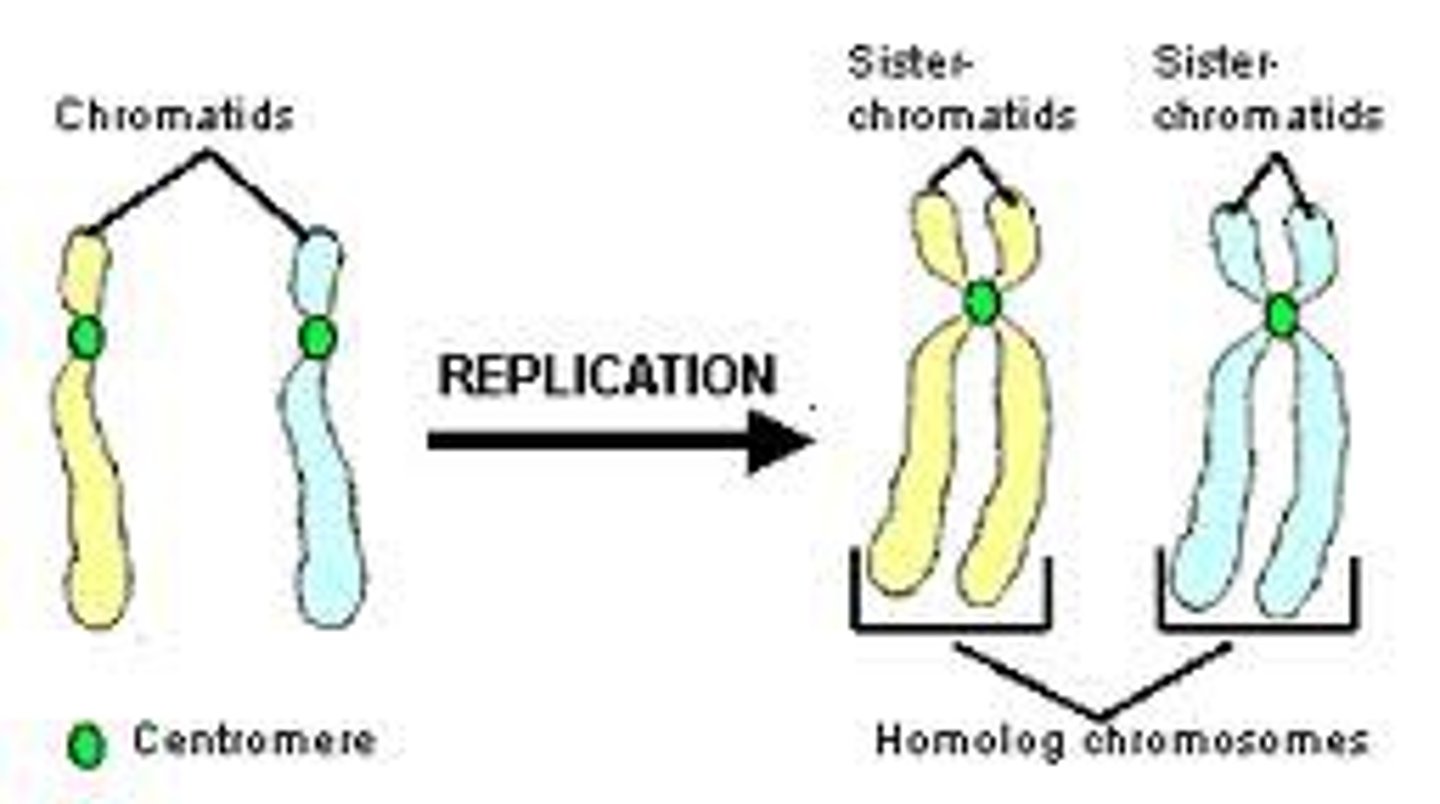 <p>Identical copies of a chromosome; full sets of these are created during the S subphase of interphase.</p>