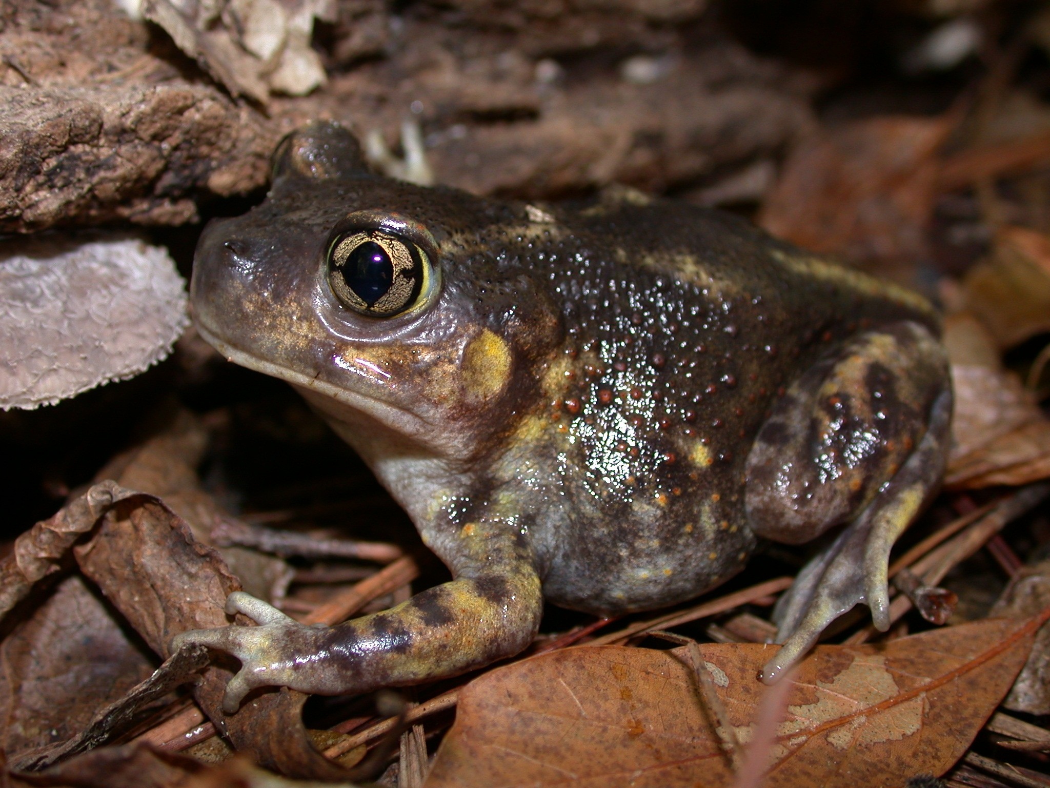Eastern Spadefoot