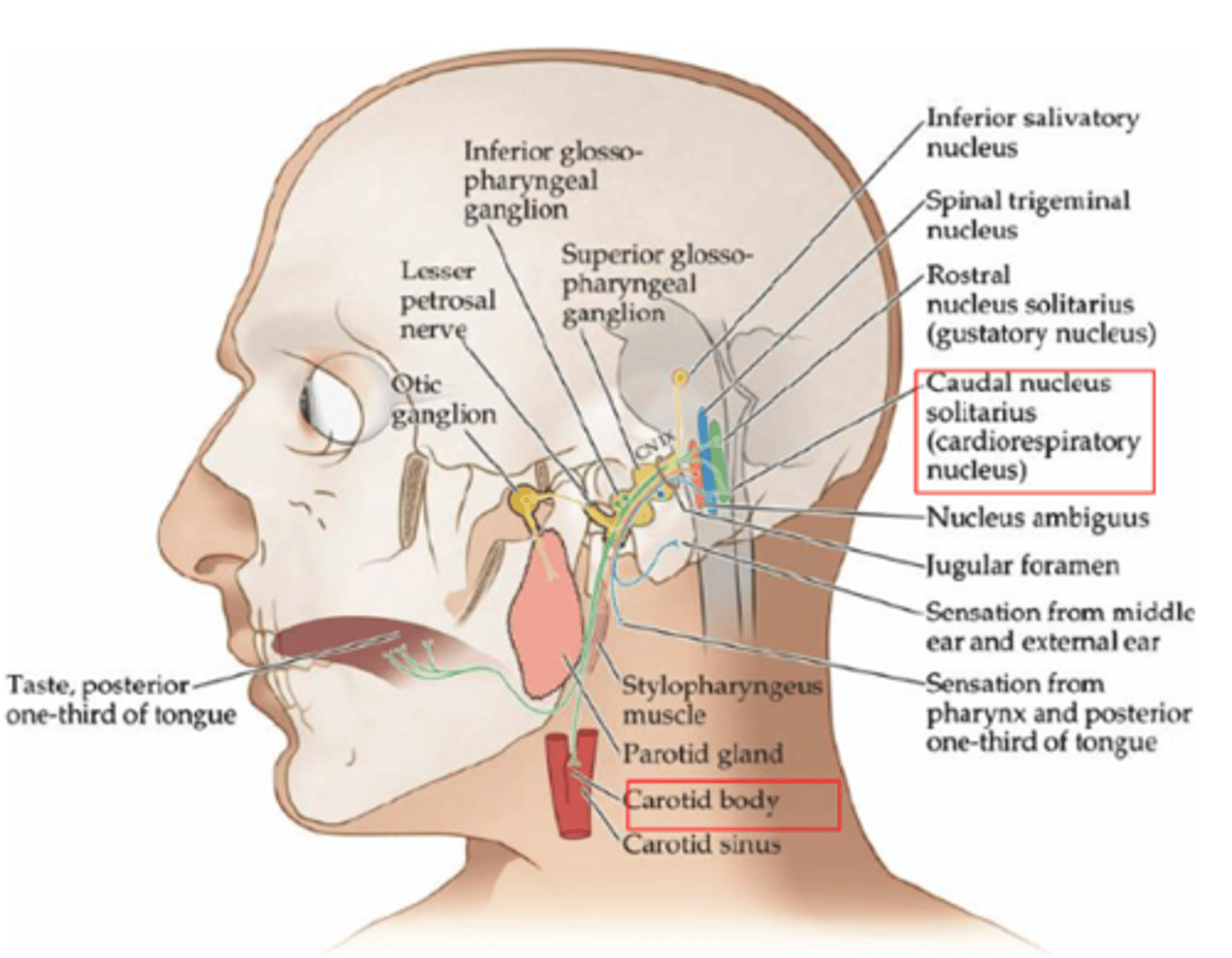 <p>Parotid gland (salivation)</p>
