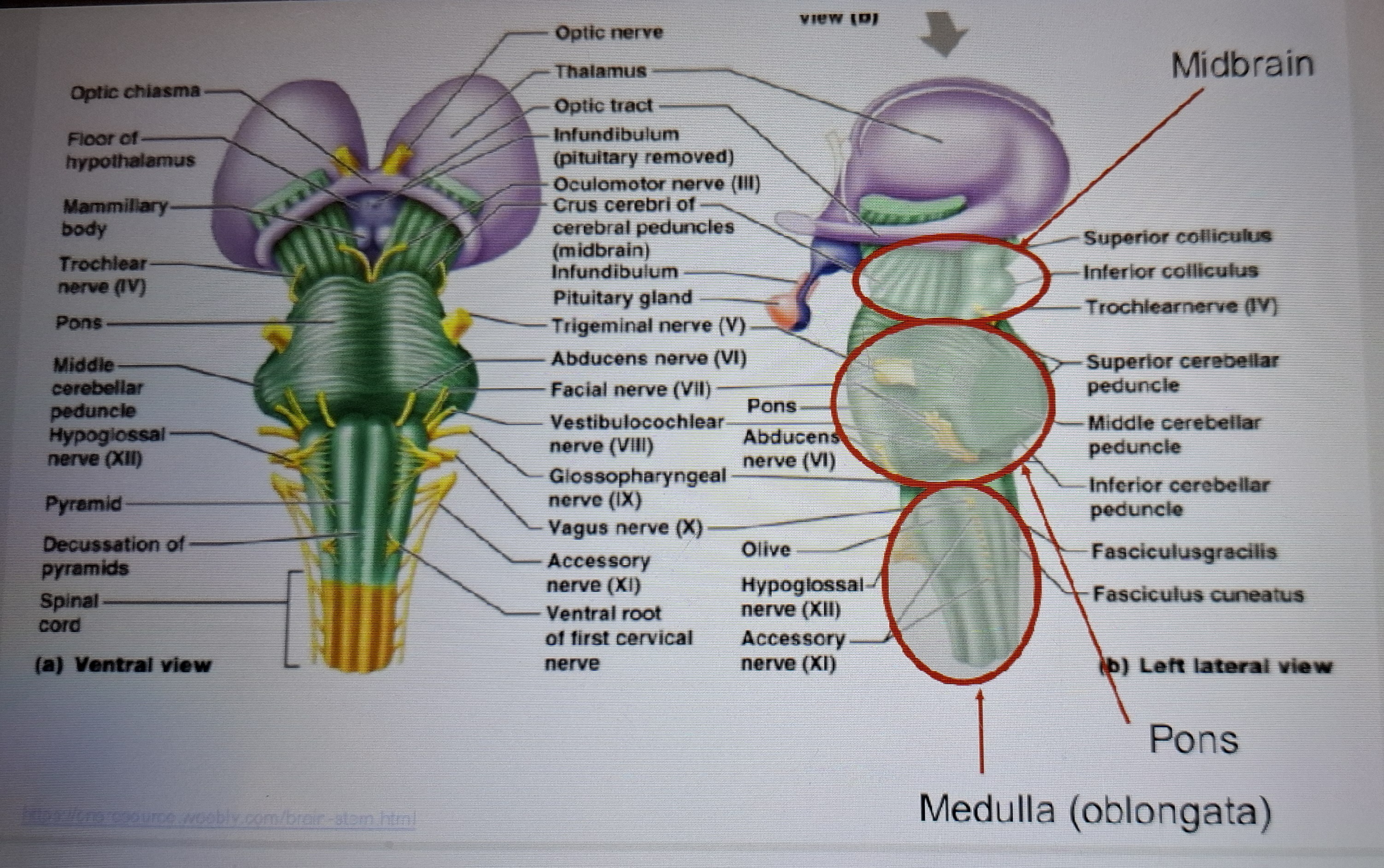 <p>Contains pons,medulla and cerebellum.</p>