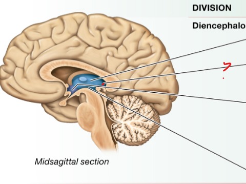 <p>Produces melatonin</p>