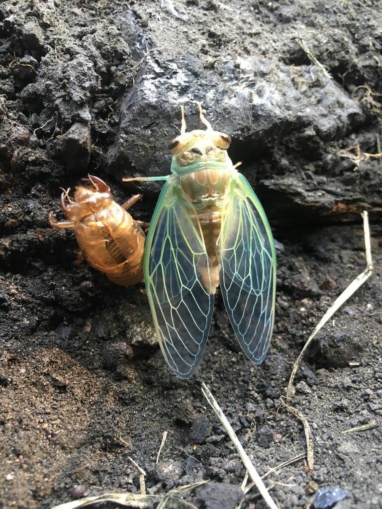 <p>Giant cicada </p>