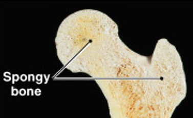 <p>Which part of the long bone is:</p><ul><li><p>Wide part at each end, mostly spongy bone</p></li><li><p>Articulation with other bones</p></li></ul><p></p>