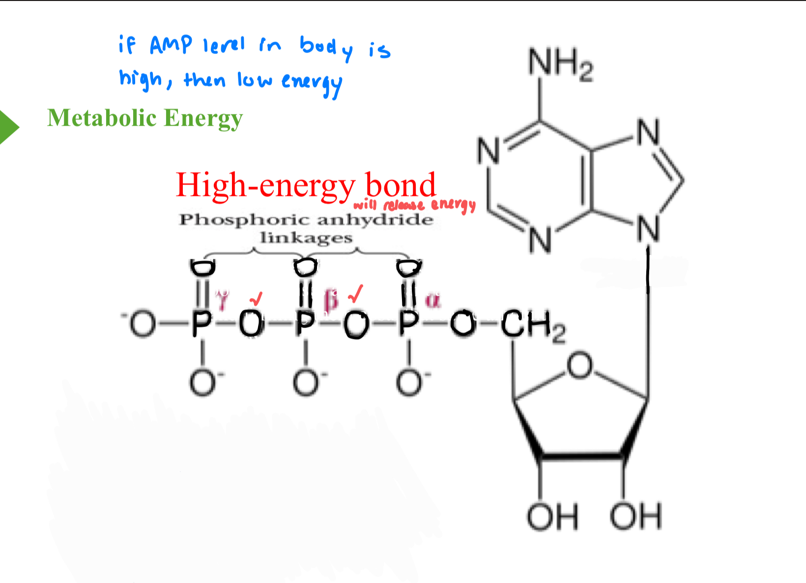 <p>What do phosphoric anhydride linkages being high-energy bonds mean for the amount of energy that is released when those linkages are broken?</p>