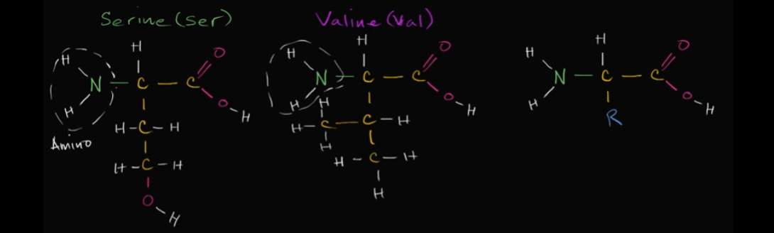 <p>In every amino acid, you have an amino group, which is a nitrogen bonded with two hydrogen that’s bonded with a carbon-base. You also have a carboxyl group!<br><br>Edit this card to see what this looks like. <br><br>The thing that makes it an acid comes from the carboxyl group, aka where the most oxygen are because of their electronegativity. It likes to donate the proton on one of those oxygen. </p>