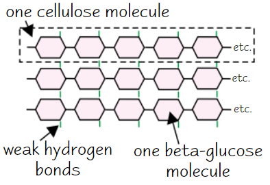 <ul><li><p>Made of <strong>long</strong>, <strong>unbranched</strong> chains of <strong>β-glucose</strong></p></li><li><p>When <strong>β-glucose</strong> molecules <strong>bond</strong>, they form straight cellulose chains</p></li><li><p>Cellulose chains linked by <strong>H bonds</strong> to form <strong>microfibrils</strong> (strong fibres)</p><ul><li><p>→ strong fibres make cellulose a good <strong>structural support</strong> for cells</p></li></ul></li></ul><p></p>