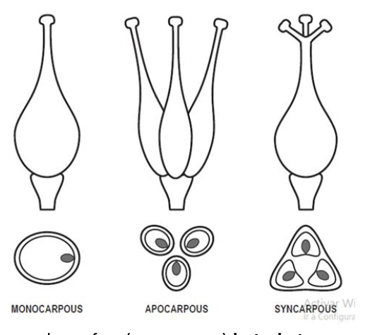 <p><span><span>apocarpous</span></span><br><span><span>syncarpous</span></span><br><br><span><span>Monocarpous</span></span></p>