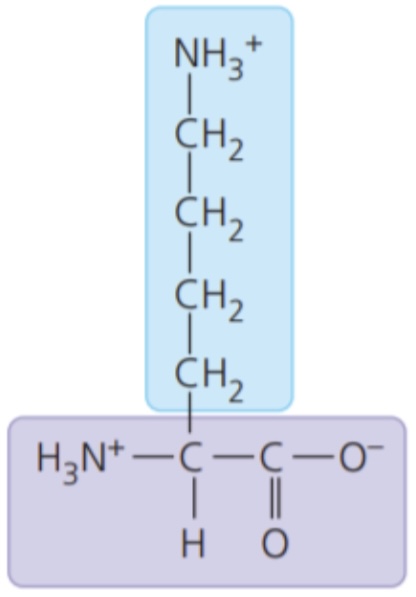 <ul><li><p>electrically charged side chains; hydrophilic</p></li><li><p>Basic (positively charged)</p></li></ul>