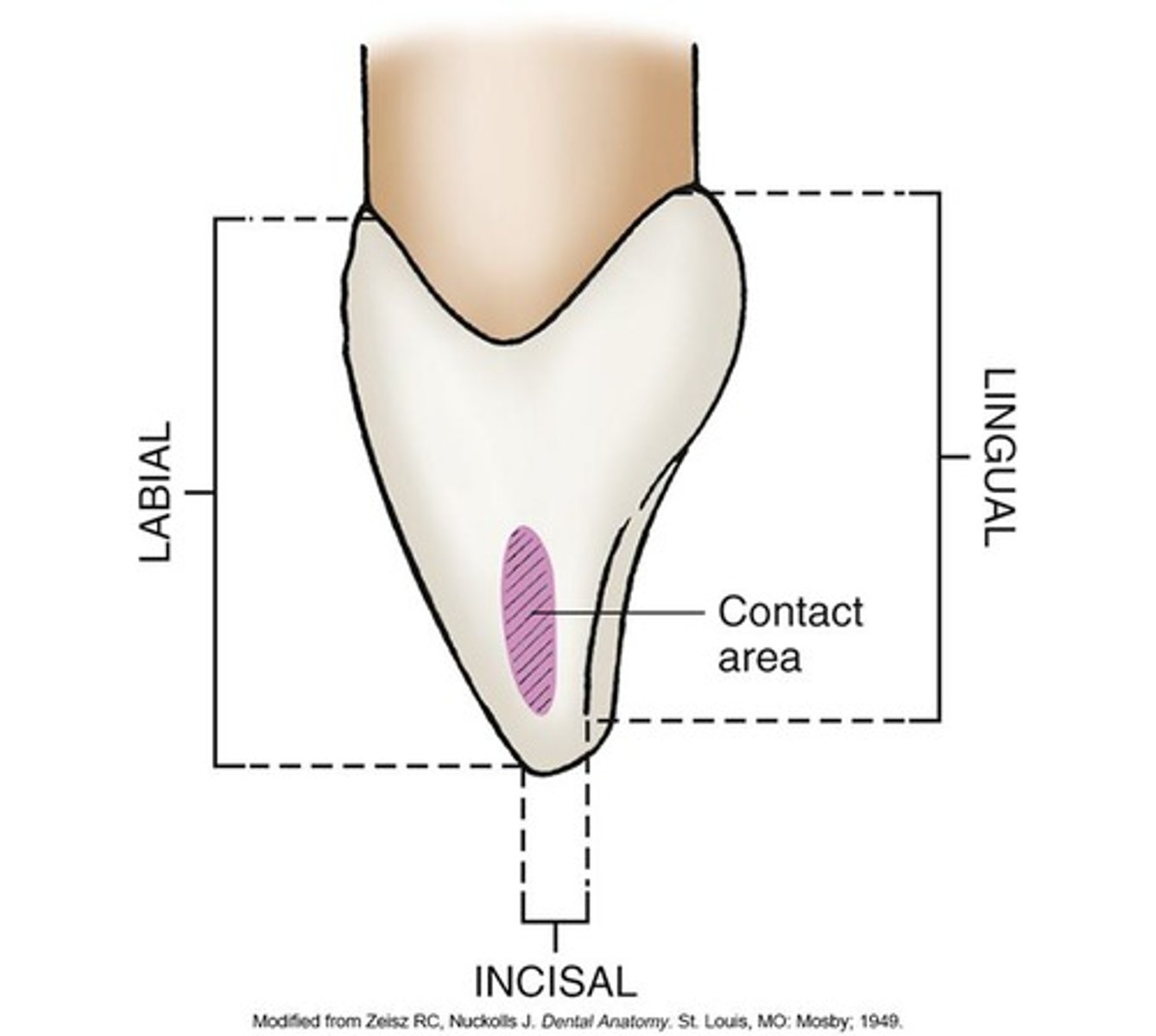 <p>incisal</p><p>cervical (cingulum)</p>
