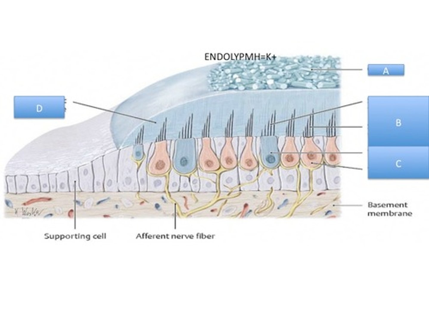 <p>D</p><p>Gelatinous mass of the macula</p><p>otoliths make the macula gravity sensitive</p>