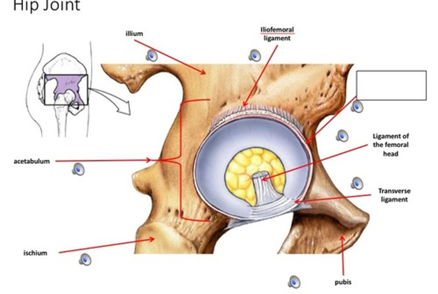 <p>- fibrocartilaginous ring lining the wall of the acetabulum</p><p>- increases surface area and decreases joint stress</p>