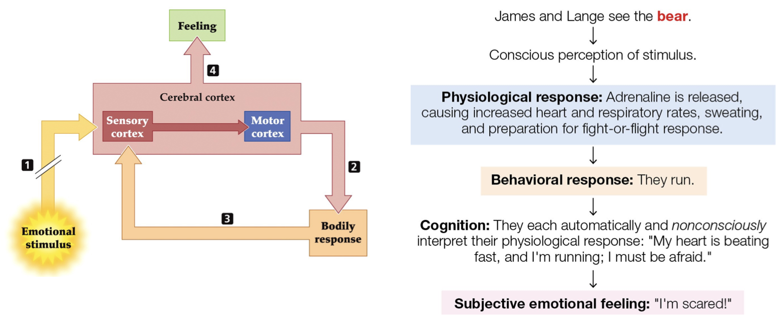 <p>James-Lange Theory of Emotion</p>