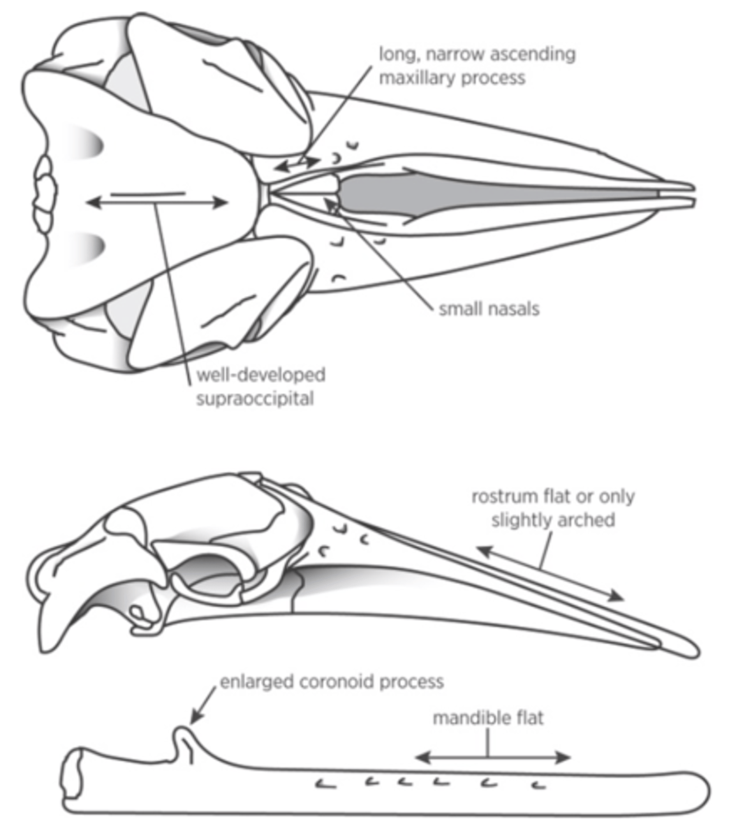 <p>What is the order, clade, subclade and family?</p>