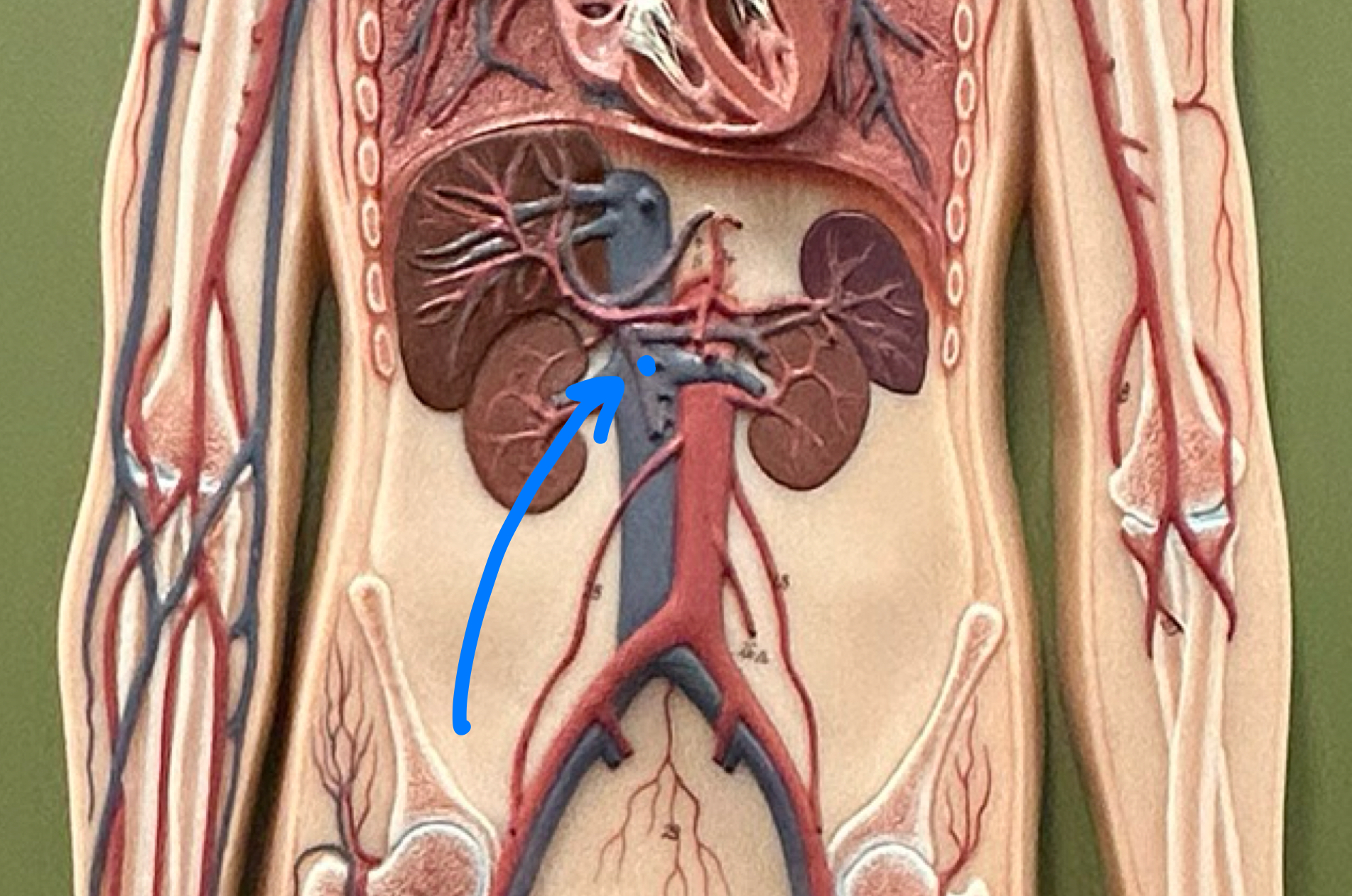 knowt flashcard image